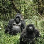10 Day Bwindi and Masai Mara