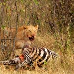 Wildlife Adventure in Kenya Rwanda