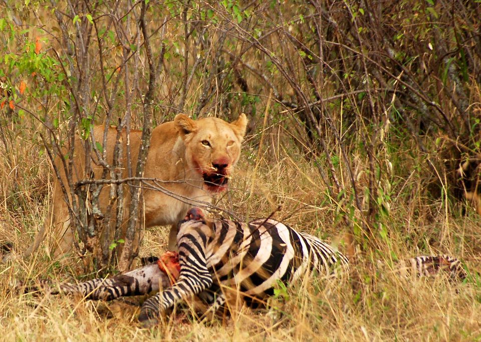 Wildlife Adventure in Kenya Rwanda