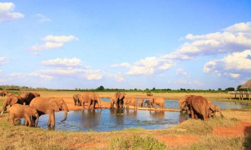Elephants in tsavo east