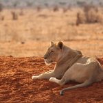 5 Days Best of Tanzania Safari