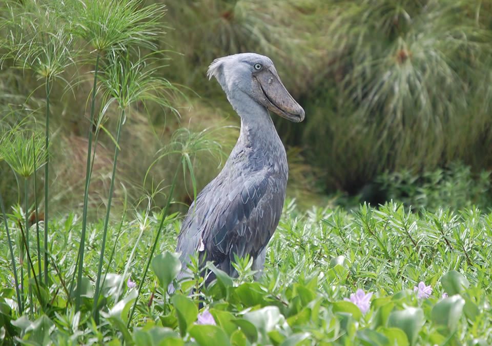 10 Days Birding Uganda  Safari