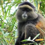 Most asked questions about Golden Monkey trekking in Mgahinga National Park