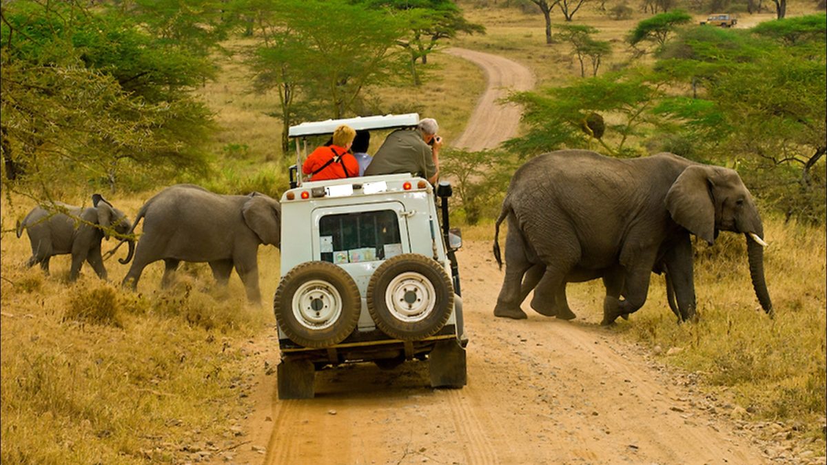 Safari Experiences in East Africa