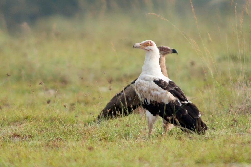 Best Birding Spots in Uganda