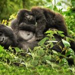 How to plan gorilla trekking