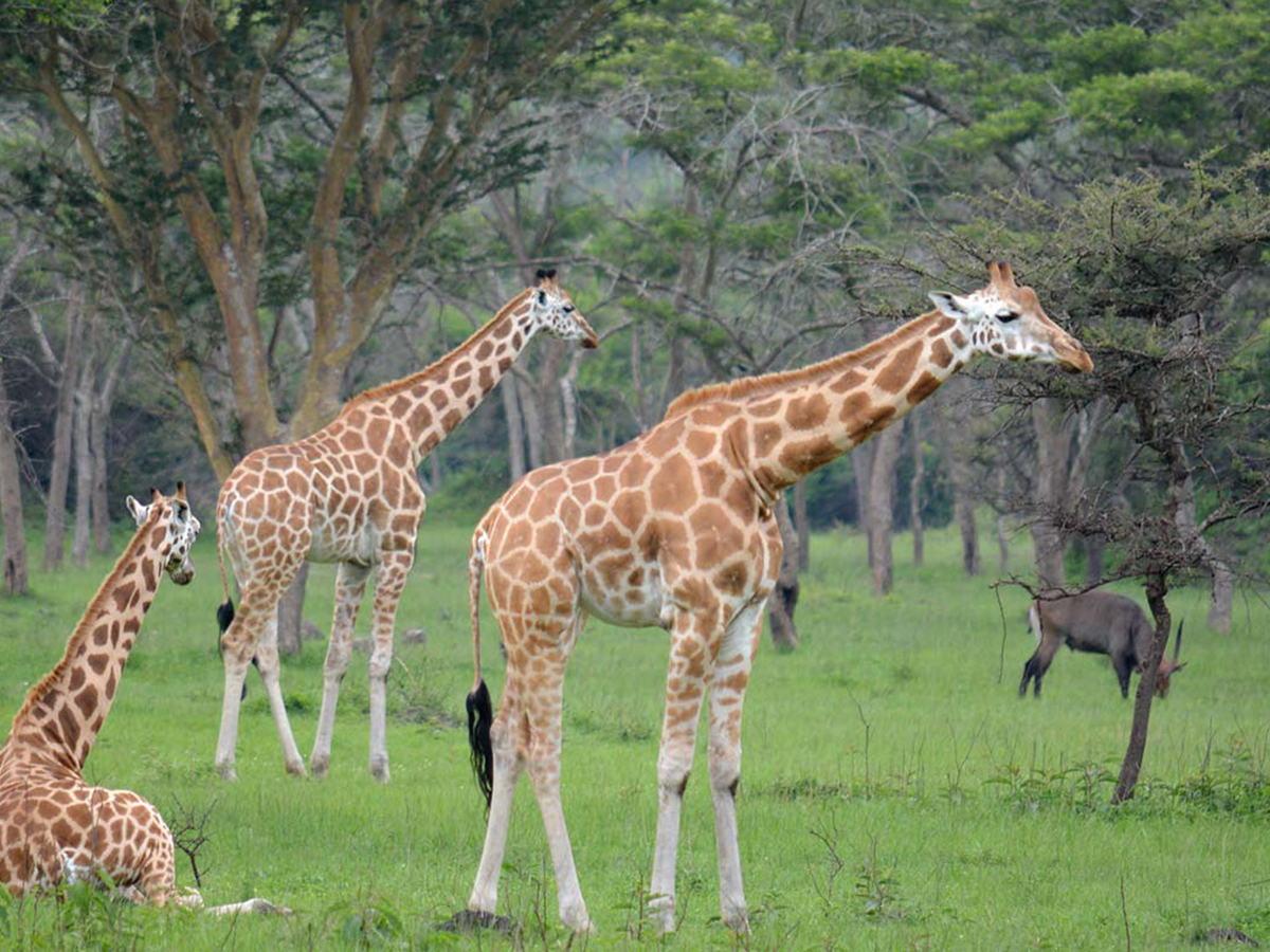 Africa Adventure Safari Tour