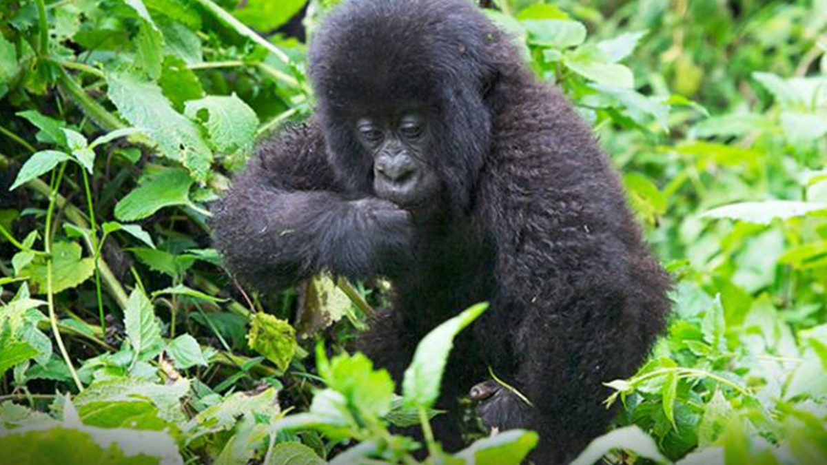 20 Days Birding Across Uganda