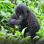 20 Days Birding Across Uganda