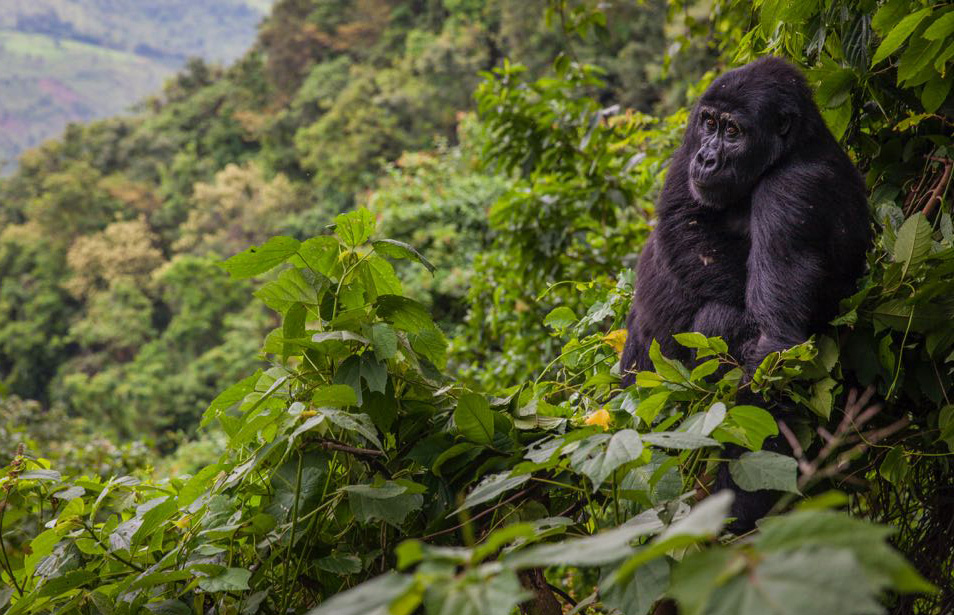7 Days Rwanda Uganda Safari