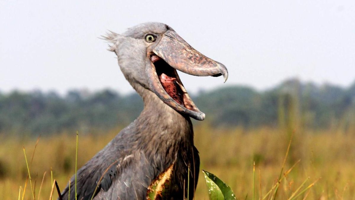 Mabamba Shoebill Tour