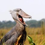 Mabamba Shoebill Tour