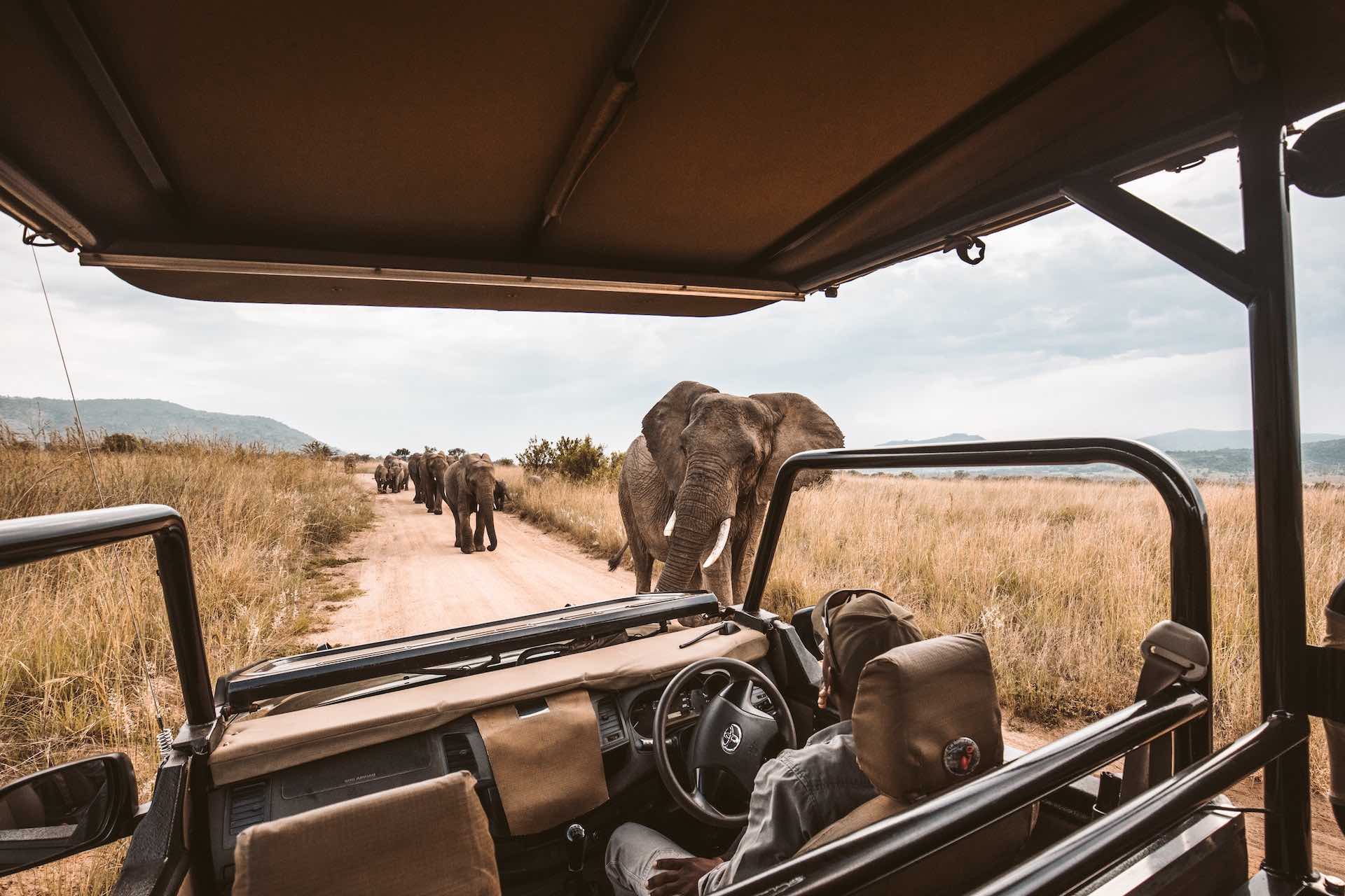Why Visit Africa For Safaris
