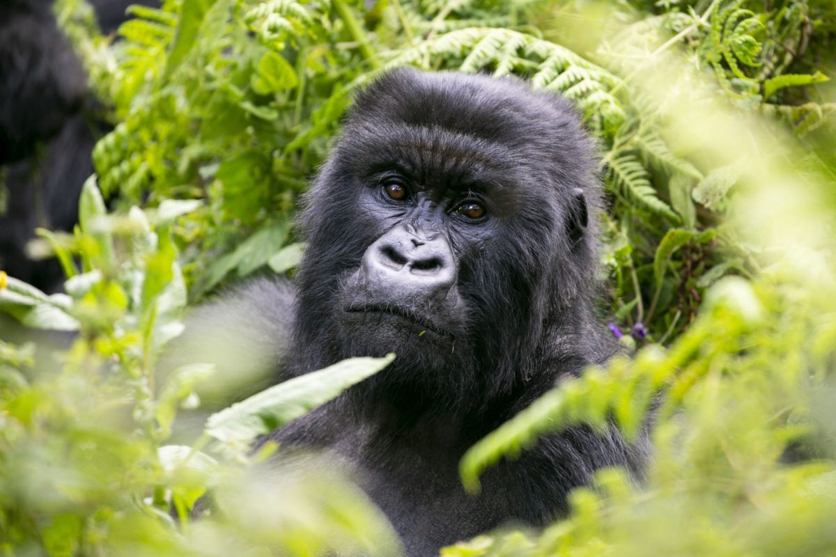 safaris tours in Uganda