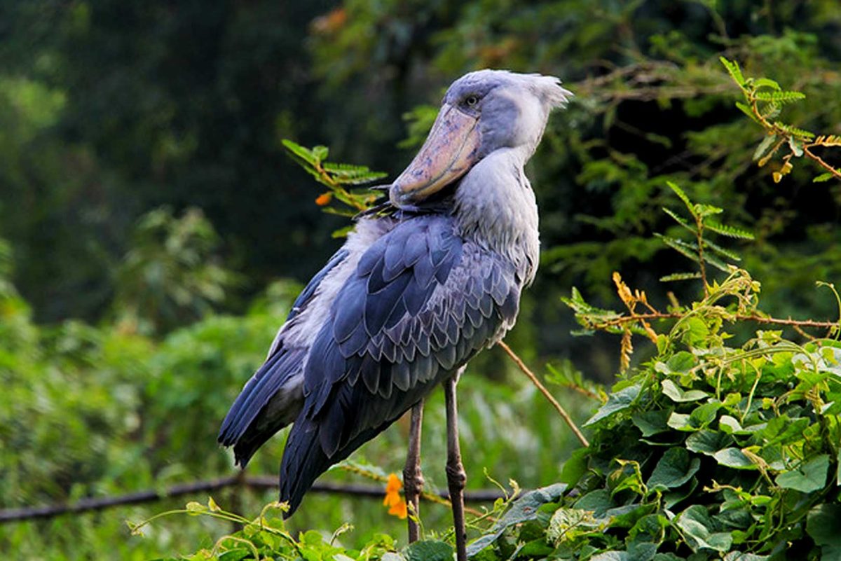 11 Days Bird Watching And Gorilla