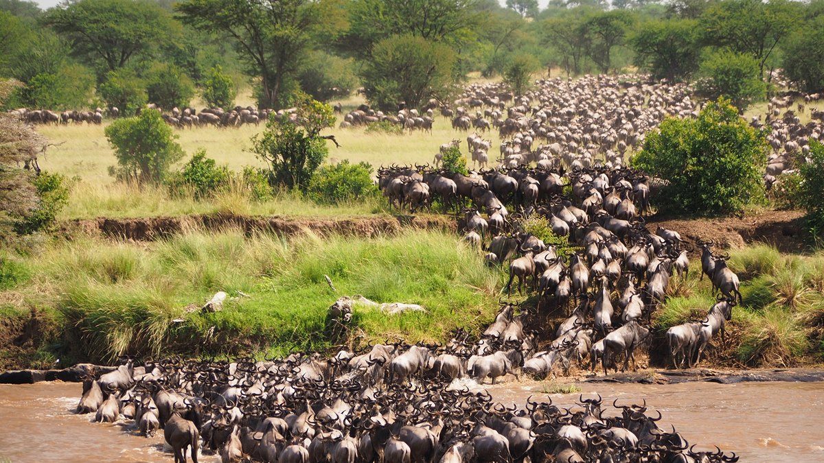 Wildlife Migration From Kenya To Tanzania