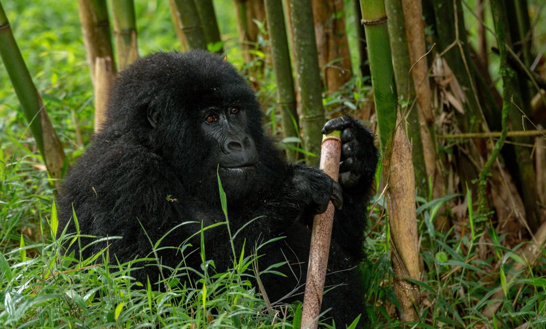 Mgahinga Gorilla National Park