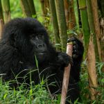 Mgahinga Gorilla National Park