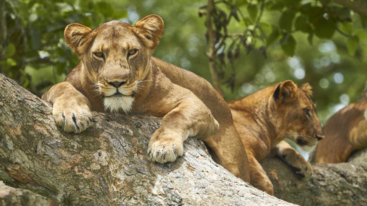 Ouganda est le parc national Queen Elizabeth
