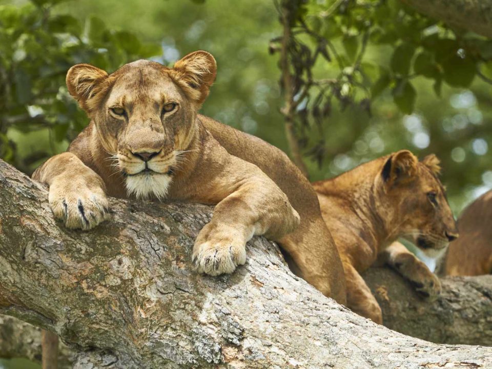 Ouganda est le parc national Queen Elizabeth