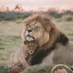 12 Days Uganda Safari Holidays