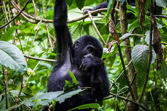 Mountain Gorillas in Uganda and Rwanda