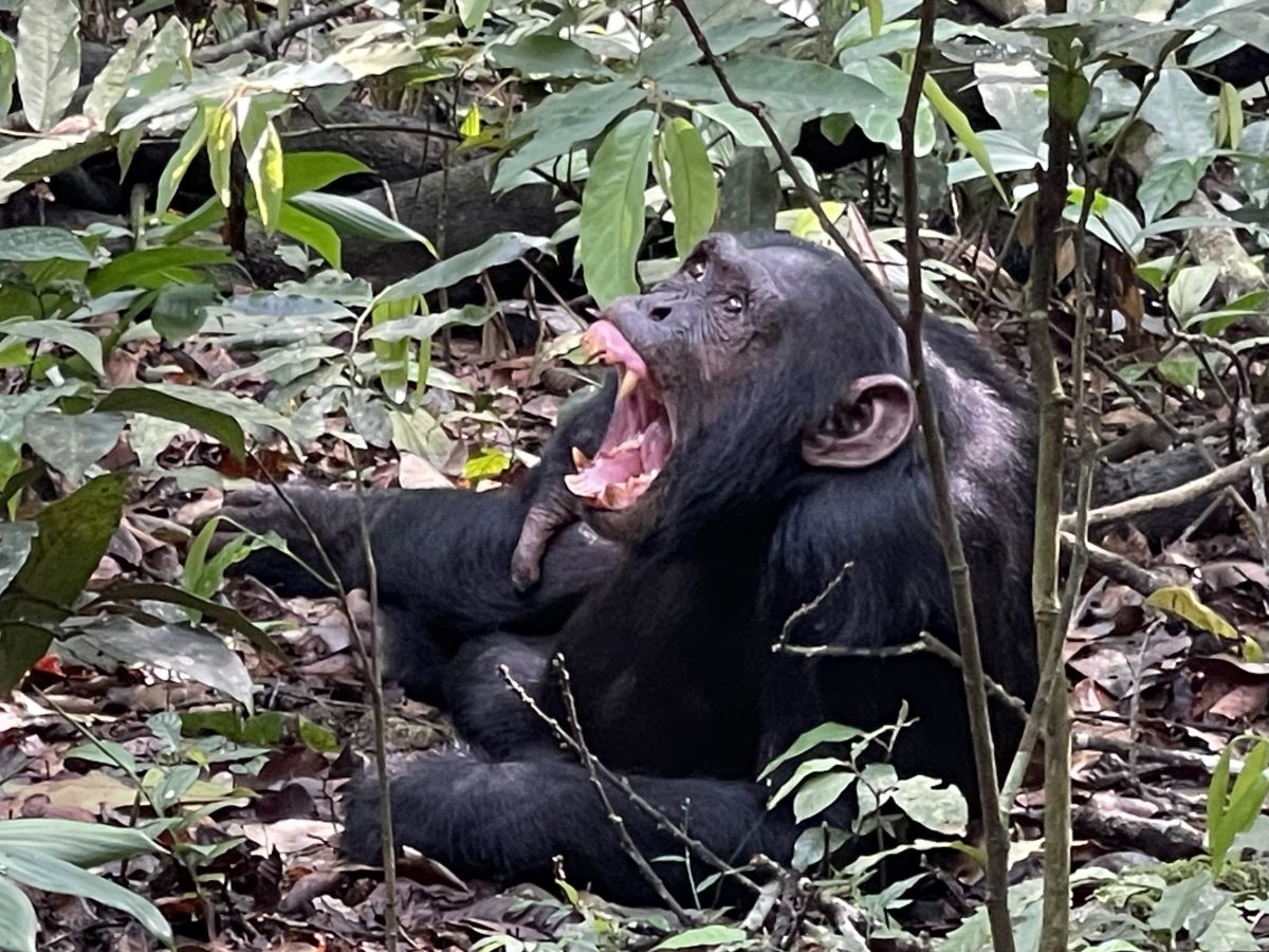 Honeymoon Safari in Uganda