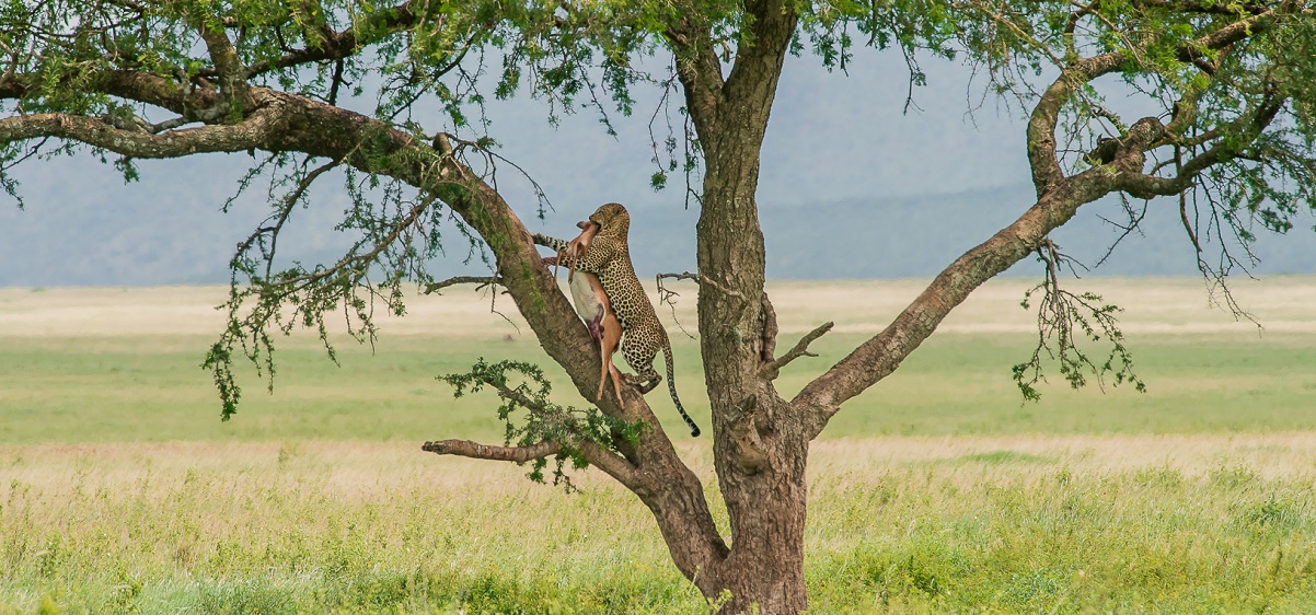 photographic safari in Tanzania