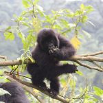 Gorilla Trekking Rwanda vs Uganda