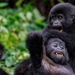 What to Wear for Gorilla Trekking