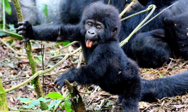 Botswana Safari & Uganda Gorilla Trek