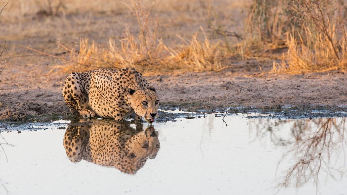 Central Kalahari Game Reserve