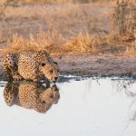 Central Kalahari Game Reserve
