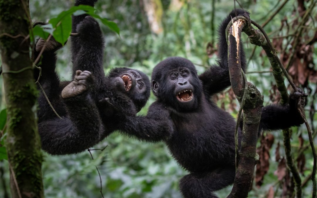 Uganda Gorilla Permit Availability