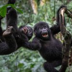 Uganda Gorilla Permit Availability
