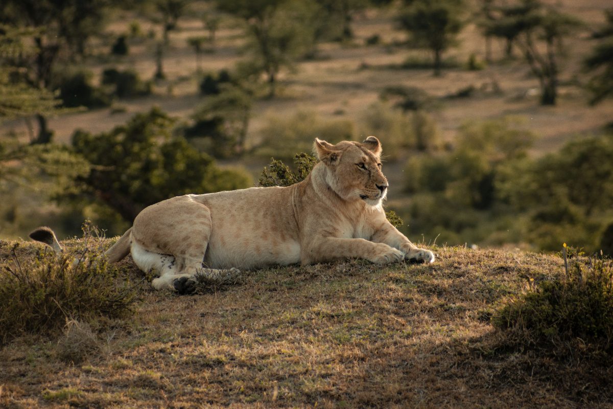 Botswana Safari Tours & Holidays