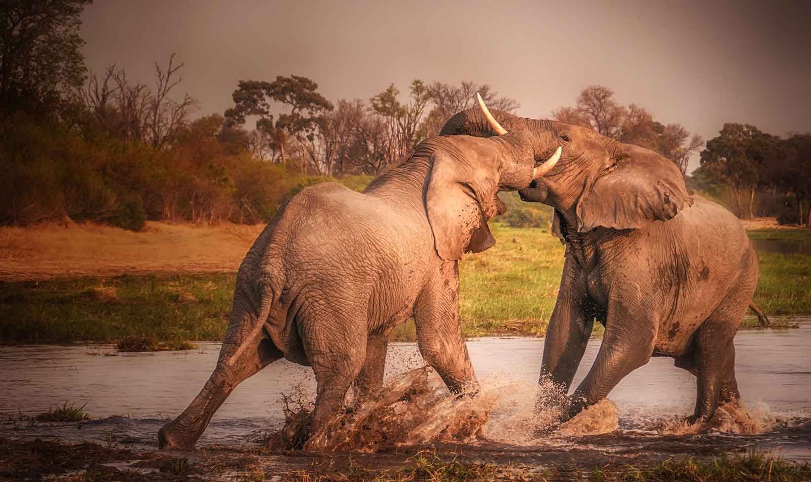 8 Days Best Botswana  and Serengeti