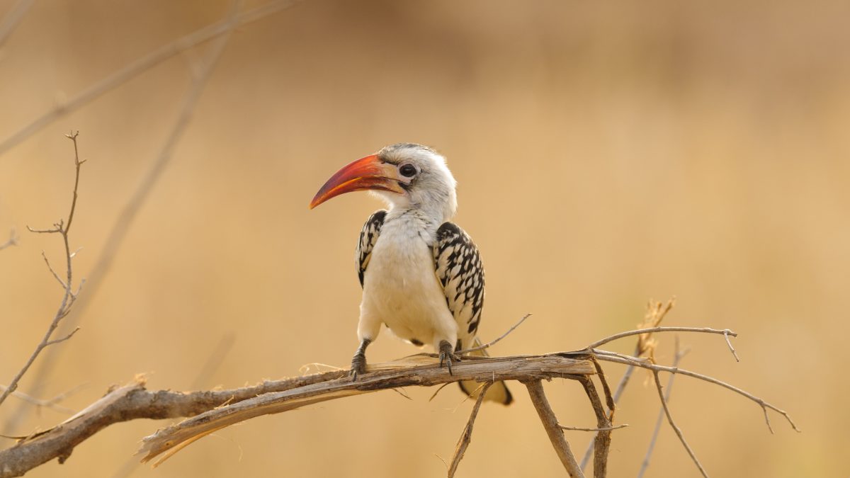 Birdwatching Safaris in Tanzania