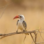 Birdwatching Safaris in Tanzania