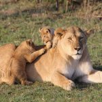 4-Day Touch of Wilderness – Luxury