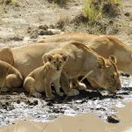 5-Day Living Among Lions