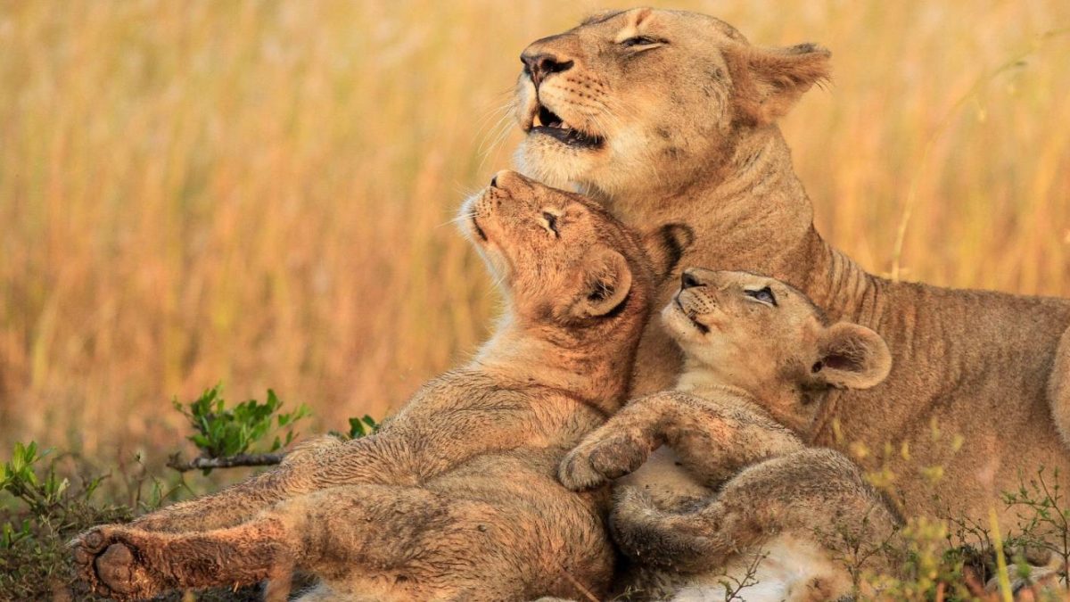 3-Day Essence of Tanzania – Luxury