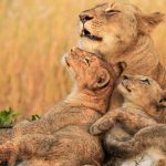 3-Day Essence of Tanzania – Luxury