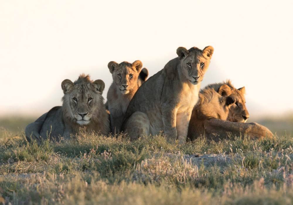 5-Day Living Among Lions