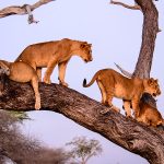 7-Day Journey of the Wildebeest