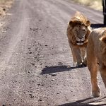 7-Day Majestic Tanzania – Luxury