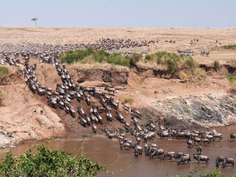 12 Day Kenya and Tanzania Wildlife