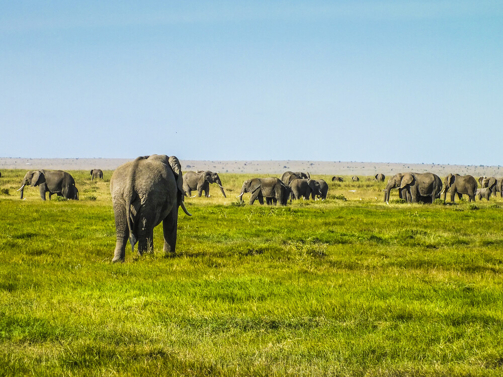 13 Day From Kenya to Tanzania and Zanzibar