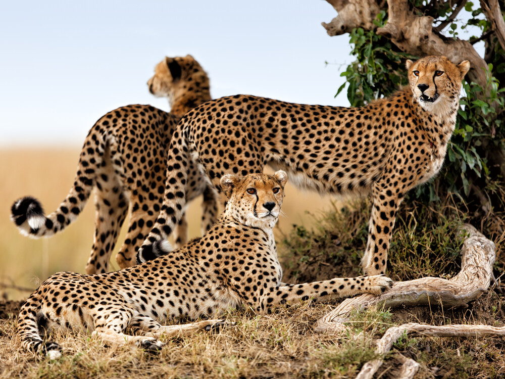 6 Days Best Kenya Wildlife Safari