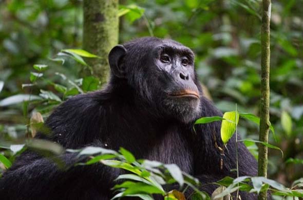 Uganda Gorilla and Chimp Trekking